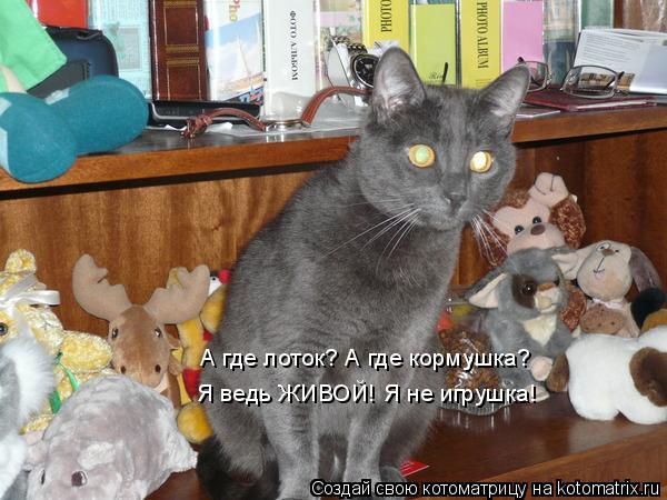 А где лоток? А где кормушка? Я ведь ЖИВОЙ! Я не игрушка!... Котоматрица: А где лоток? А где кормушка? Я ведь ЖИВОЙ! Я не игрушка!