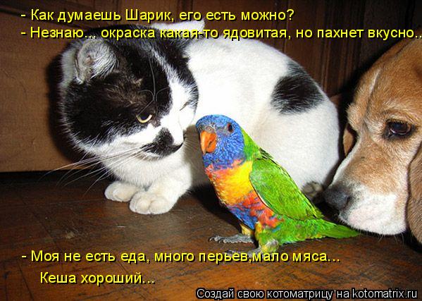 - Как думаешь Шарик, его есть можно? - Незнаю... окраска какая-то ядовитая, но пахнет вкусно... - Мо... Котоматрица: - Как думаешь Шарик, его есть можно? - Незнаю... окраска какая-то ядовитая, но пахнет вкусно... - Моя не есть еда, много перьев,мало мяса... Кеша хо