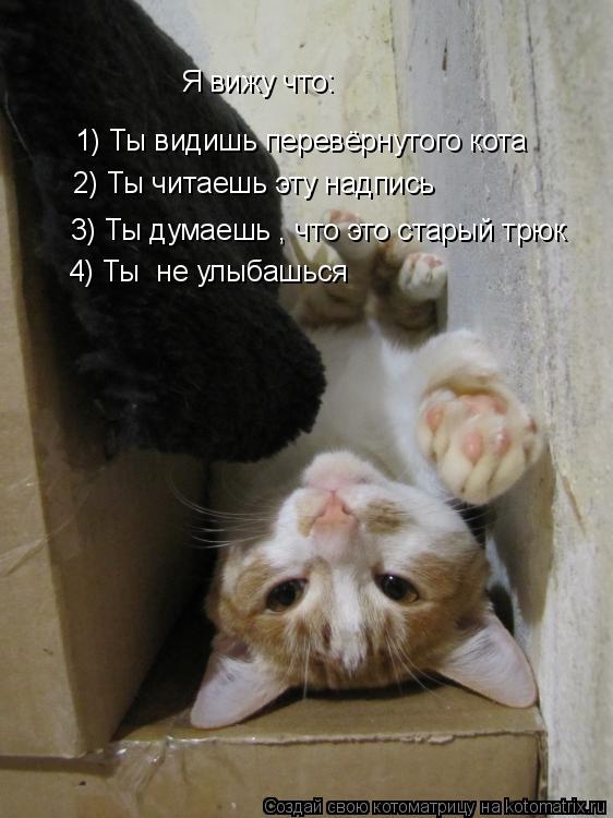 Я вижу что: 1) Ты видишь перевёрнутого кота 2) Ты читаешь эту надпись 3) Ты думаешь , что это старый... Котоматрица: Я вижу что: 1) Ты видишь перевёрнутого кота 2) Ты читаешь эту надпись 3) Ты думаешь , что это старый трюк 4) Ты не улыбашься