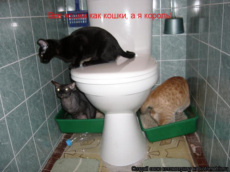 Все кошки как кошки, а я король!... Котоматрица: Все кошки как кошки, а я король!