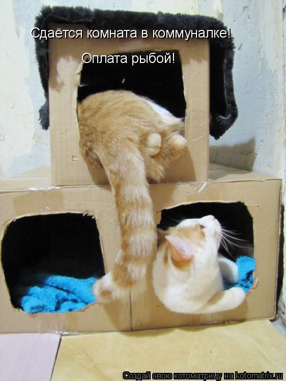 Сдаётся комната в коммуналке! Оплата рыбой!... Котоматрица: Сдаётся комната в коммуналке! Оплата рыбой!