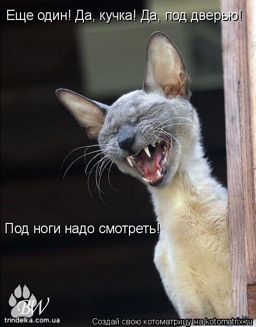 Под ноги надо смотреть! Еще один! Да, кучка! Да, под дверью!... Котоматрица: Под ноги надо смотреть! Еще один! Да, кучка! Да, под дверью!