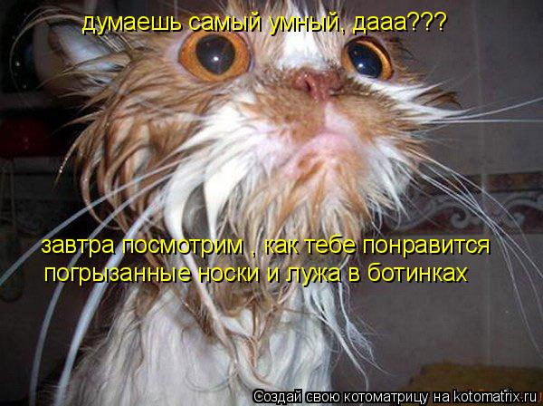 думаешь самый умный, дааа??? завтра посмотрим , как тебе понравится погрызанные носки и лужа в ботинк... Котоматрица: думаешь самый умный, дааа??? завтра посмотрим , как тебе понравится погрызанные носки и лужа в ботинках