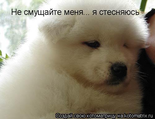 Не смущайте меня... я стесняюсь... Котоматрица: Не смущайте меня... я стесняюсь