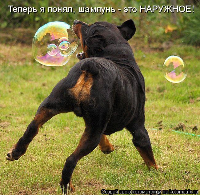 Теперь я понял, шампунь - это НАРУЖНОЕ!... Котоматрица: Теперь я понял, шампунь - это НАРУЖНОЕ!