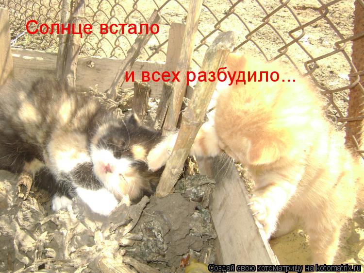 Солнце встало и всех разбудило...... Котоматрица: Солнце встало и всех разбудило...