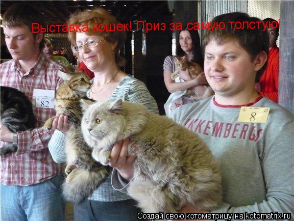 Выставка кошек! Приз за самую толстую!... Котоматрица: Выставка кошек! Приз за самую толстую!