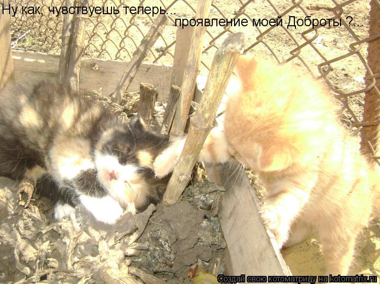 Ну как, чувствуешь теперь... проявление моей Доброты ?...... Котоматрица: Ну как, чувствуешь теперь... проявление моей Доброты ?...