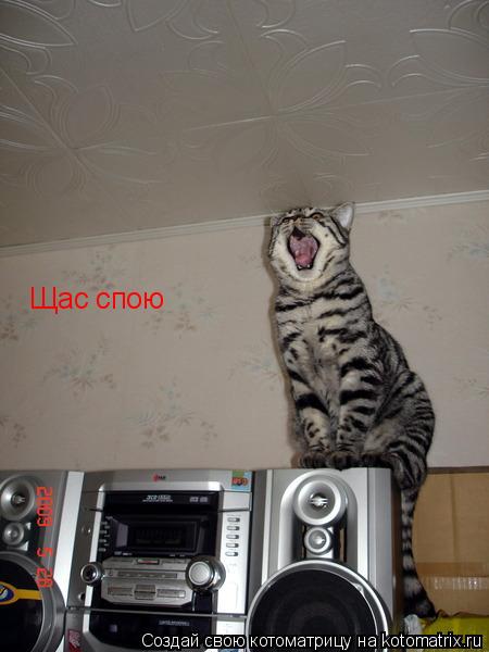 Щас спою... Котоматрица: Щас спою