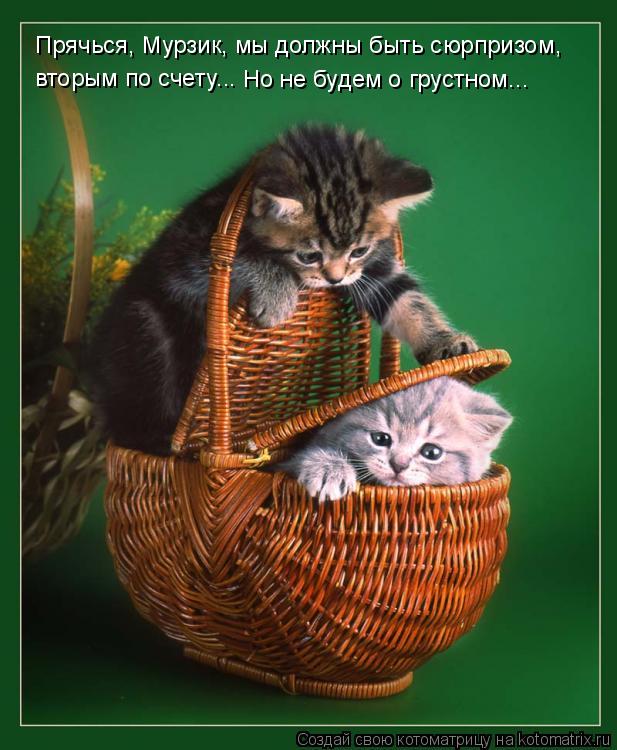 Прячься, Мурзик, мы должны быть сюрпризом, вторым по счету... Но не будем о грустном...... Котоматрица: Прячься, Мурзик, мы должны быть сюрпризом, вторым по счету... Но не будем о грустном...