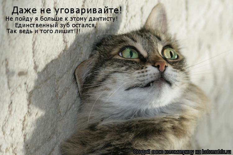 Даже не уговаривайте! Не пойду я больше к этому дантисту! Единственный зуб остался, Так ведь и того л... Котоматрица: Даже не уговаривайте! Не пойду я больше к этому дантисту! Единственный зуб остался, Так ведь и того лишит!!!