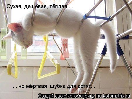 Сухая, дешёвая, тёплая.... ... но мёртвая шубка для котят...... Котоматрица: Сухая, дешёвая, тёплая.... ... но мёртвая шубка для котят...