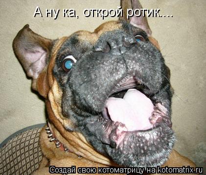 А ну ка, открой ротик....... Котоматрица: А ну ка, открой ротик....