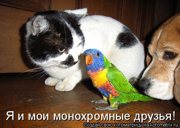 Я и мои монохромные друзья!... Котоматрица: Я и мои монохромные друзья!