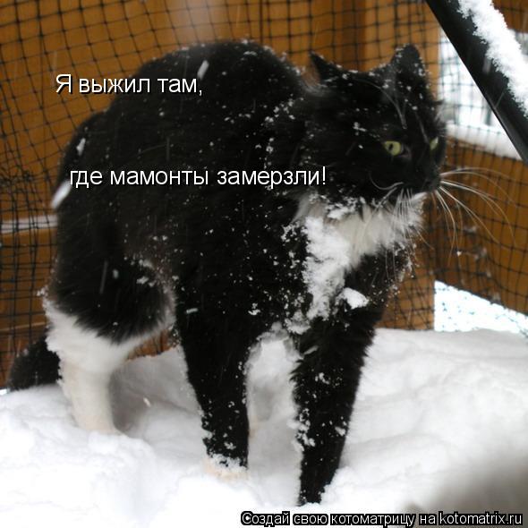 Я выжил там, где мамонты замерзли!... Котоматрица: Я выжил там, где мамонты замерзли!