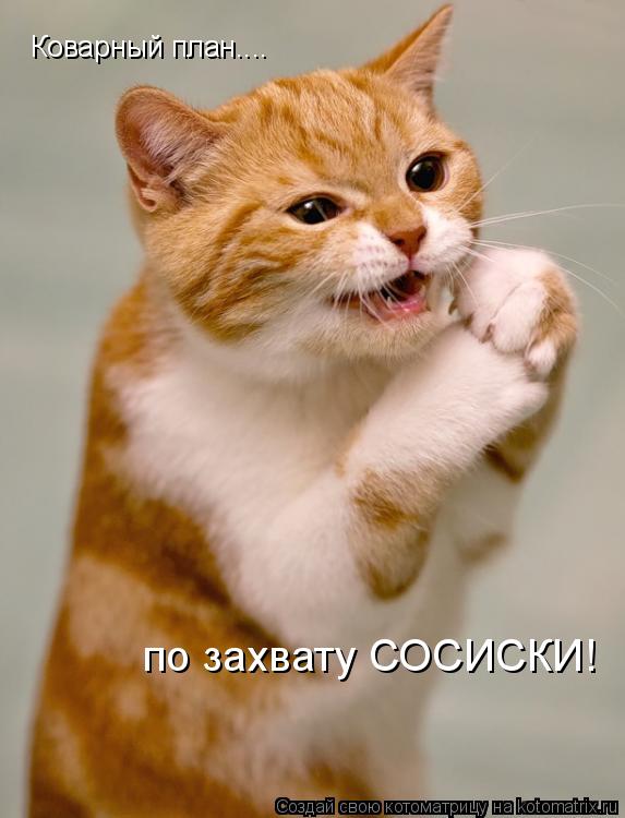 Коварный план.... по захвату СОСИСКИ!... Котоматрица: Коварный план.... по захвату СОСИСКИ!