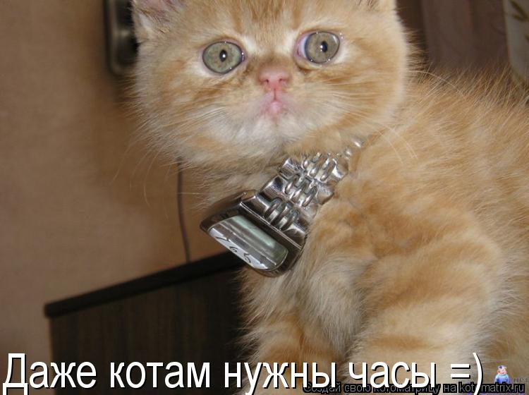 Котоматрица: Даже котам нужны часы =)