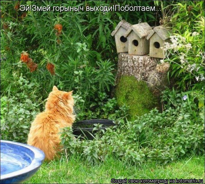 Эй!Змей горыныч выходи!Поболтаем...... Котоматрица: Эй!Змей горыныч выходи!Поболтаем...