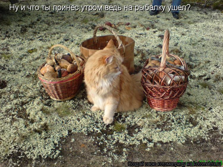 Ну и что ты принёс,утром ведь на рыбалку ушел?... Котоматрица: Ну и что ты принёс,утром ведь на рыбалку ушел?