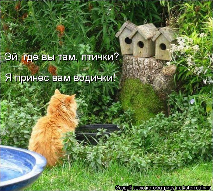 Я принес вам водички! Эй, где вы там, птички?... Котоматрица: Я принес вам водички! Эй, где вы там, птички?