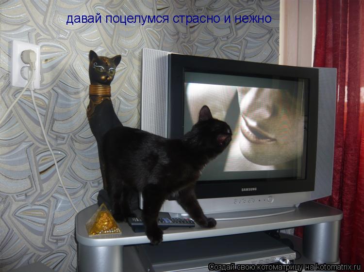 давай поцелумся страсно и нежно... Котоматрица: давай поцелумся страсно и нежно