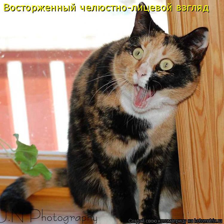Восторженный челюстно-лицевой взгляд... Котоматрица: Восторженный челюстно-лицевой взгляд