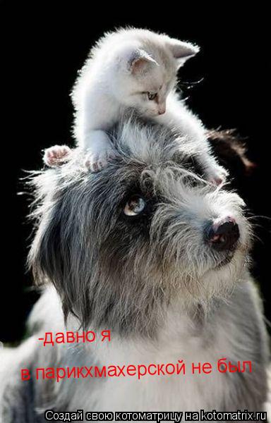 - давно я в парикхмахерскойне был в парикхмахерской не был -давно я... Котоматрица: - давно я в парикхмахерскойне был в парикхмахерской не был -давно я