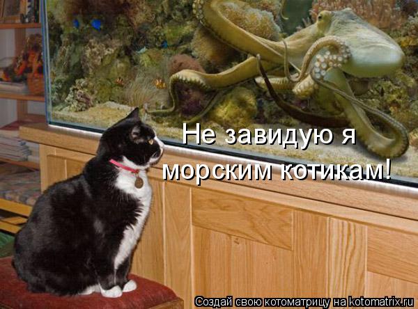 Котоматрица: Не завидую я  морским котикам!