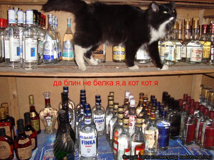 да блин не белка я,а кот кот я... Котоматрица: да блин не белка я,а кот кот я