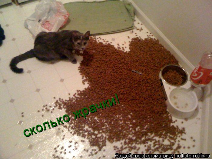 сколько жрачки!... Котоматрица: сколько жрачки!