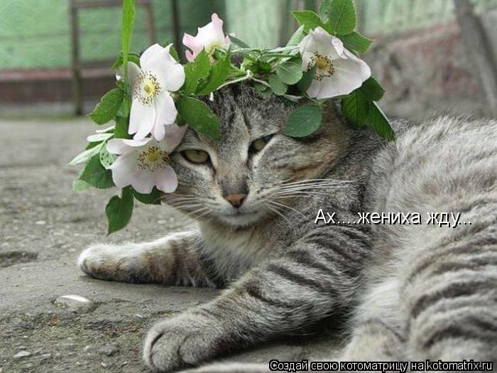 Ах....жениха жду...... Котоматрица: Ах....жениха жду...