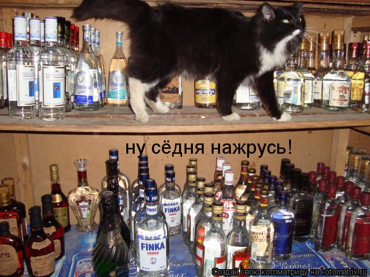 ну сёдня нажрусь!... Котоматрица: ну сёдня нажрусь!