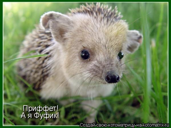 Приффет! А я Фуфик!... Котоматрица: Приффет! А я Фуфик!