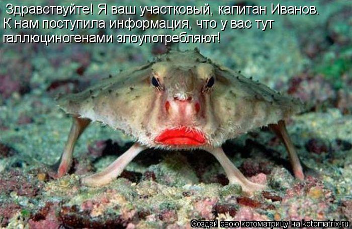 Здравствуйте! Я ваш участковый, капитан Иванов. К нам поступила информация, что у вас тут галлюциног... Котоматрица: Здравствуйте! Я ваш участковый, капитан Иванов. К нам поступила информация, что у вас тут галлюциногенами злоупотребляют!