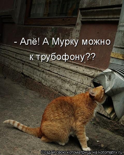 - Алё! А Мурку можно к трубофону??... Котоматрица: - Алё! А Мурку можно к трубофону??