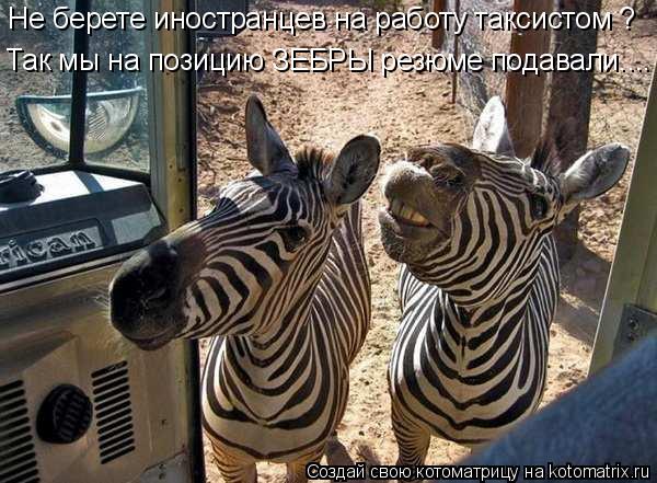 Не берете иностранцев на работу таксистом ? Так мы на позицию ЗЕБРЫ резюме подавали....... Котоматрица: Не берете иностранцев на работу таксистом ? Так мы на позицию ЗЕБРЫ резюме подавали....