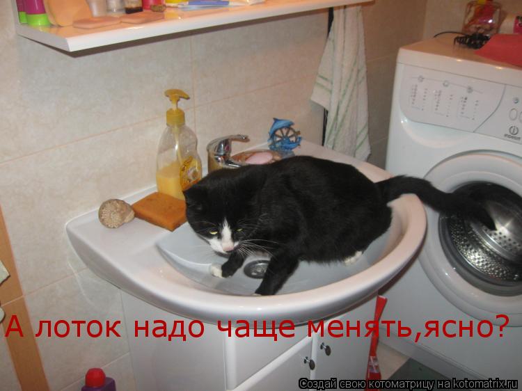 А лоток надо чаще менять,ясно?... Котоматрица: А лоток надо чаще менять,ясно?