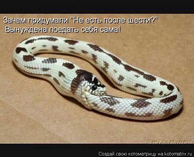 Зачем придумали "Не есть после шести?" Вынуждена поедать себя сама!... Котоматрица: Зачем придумали "Не есть после шести?" Вынуждена поедать себя сама!