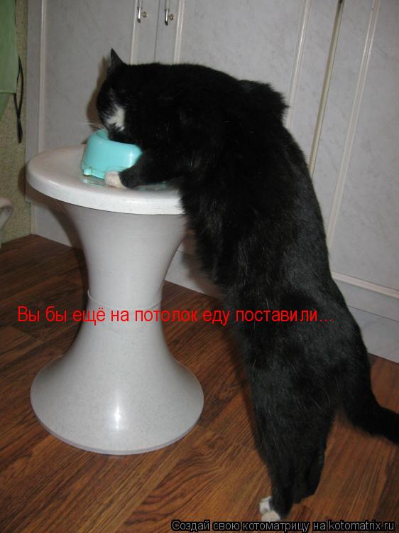 Вы бы ещё на потолок еду поставили...... Котоматрица: Вы бы ещё на потолок еду поставили...