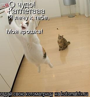 О чудо! Катлетааа Я лечу к тебе, Моя крошка!... Котоматрица: О чудо! Катлетааа Я лечу к тебе, Моя крошка!