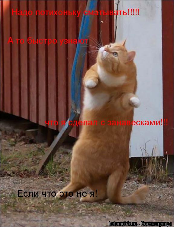 Надо потихоньку сматывать!!!!! А то быстро узнают что я сделал с занавесками!!! Если что это не я!... Котоматрица: Надо потихоньку сматывать!!!!! А то быстро узнают что я сделал с занавесками!!! Если что это не я!