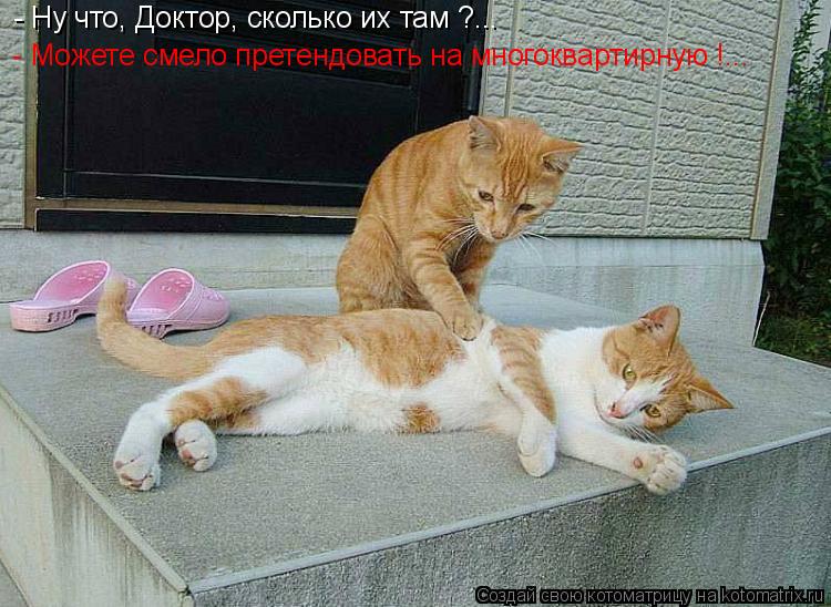- Можете смело претендовать на многоквартирную !... - Ну что, Доктор, сколько их там ?...... Котоматрица: - Можете смело претендовать на многоквартирную !... - Ну что, Доктор, сколько их там ?...