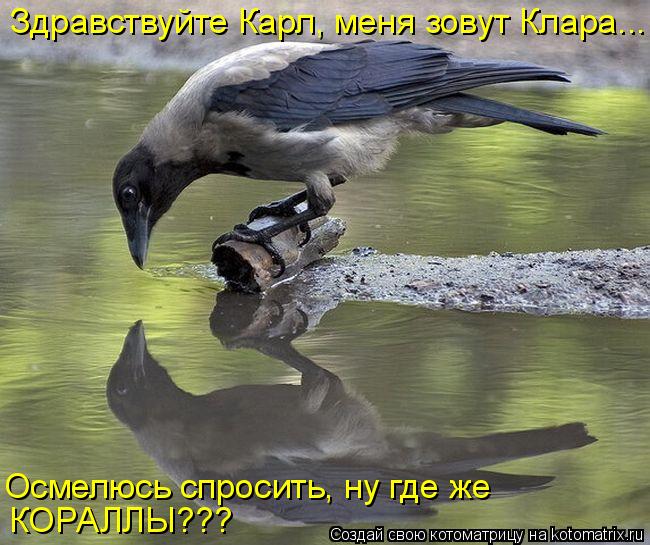 Здравствуйте Карл, меня зовут Клара... Осмелюсь спросить, ну где же КОРАЛЛЫ???... Котоматрица: Здравствуйте Карл, меня зовут Клара... Осмелюсь спросить, ну где же КОРАЛЛЫ???