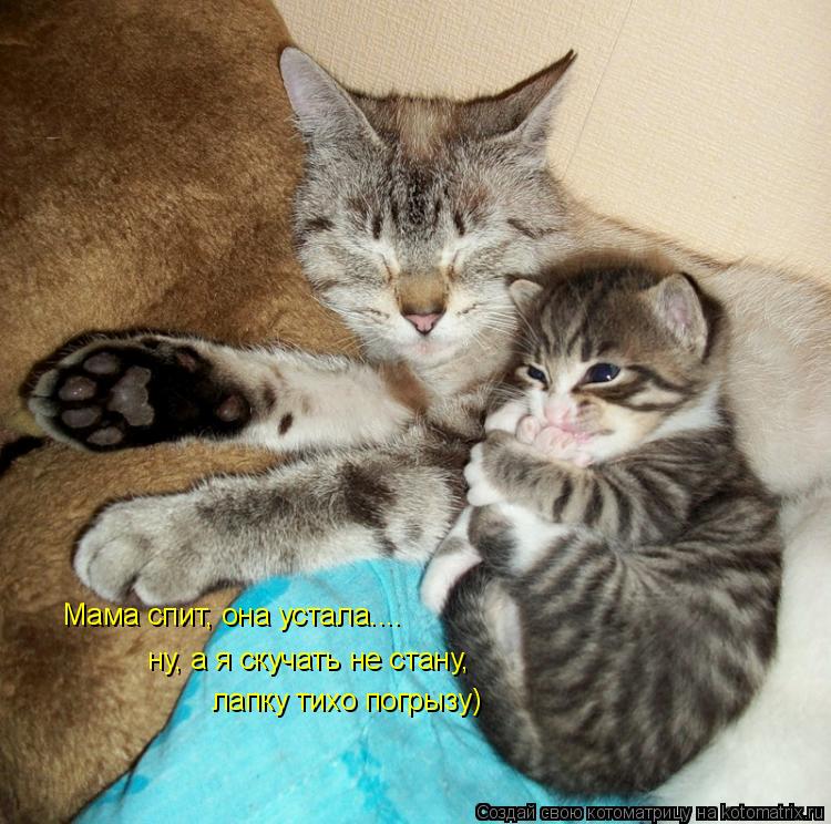 Мама спит, она устала.... ну, а я скучать не стану, лапку тихо погрызу)... Котоматрица: Мама спит, она устала.... ну, а я скучать не стану, лапку тихо погрызу)