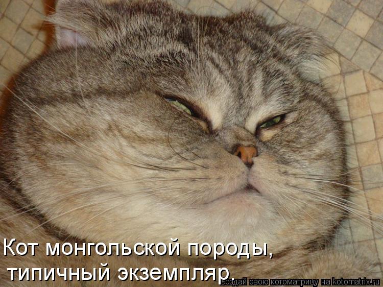 Кот монгольской породы, типичный экземпляр.... Котоматрица: Кот монгольской породы, типичный экземпляр.