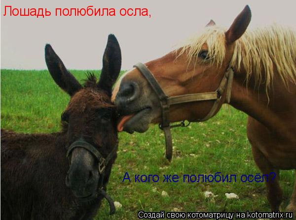 Лошадь полюбила осла, А кого же полюбил осёл?... Котоматрица: Лошадь полюбила осла, А кого же полюбил осёл?