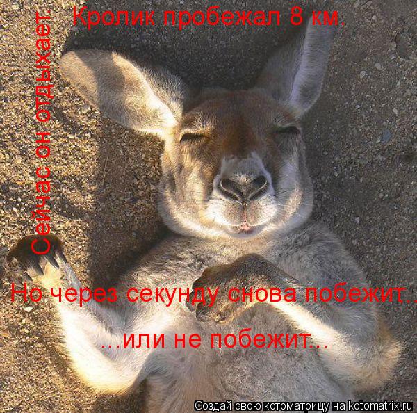 Кролик пробежал 8 км. Сейчас он отдыхает. Но через секунду снова побежит ... ...или не побежит...... Котоматрица: Кролик пробежал 8 км. Сейчас он отдыхает. Но через секунду снова побежит ... ...или не побежит...