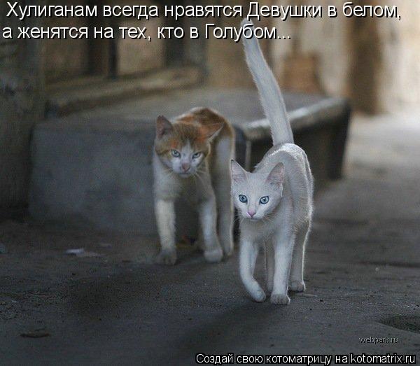 Хулиганам всегда нравятся Девушки в белом, а женятся на тех, кто в Голубом...... Котоматрица: Хулиганам всегда нравятся Девушки в белом, а женятся на тех, кто в Голубом...