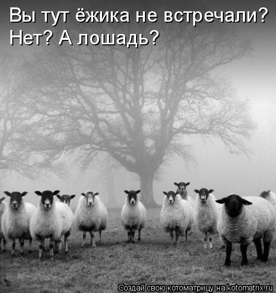 Вы тут ёжика не встречали? Нет? А лошадь?... Котоматрица: Вы тут ёжика не встречали? Нет? А лошадь?