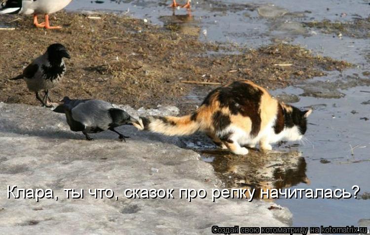 Клара, ты что, сказок про репку начиталась?... Котоматрица: Клара, ты что, сказок про репку начиталась?